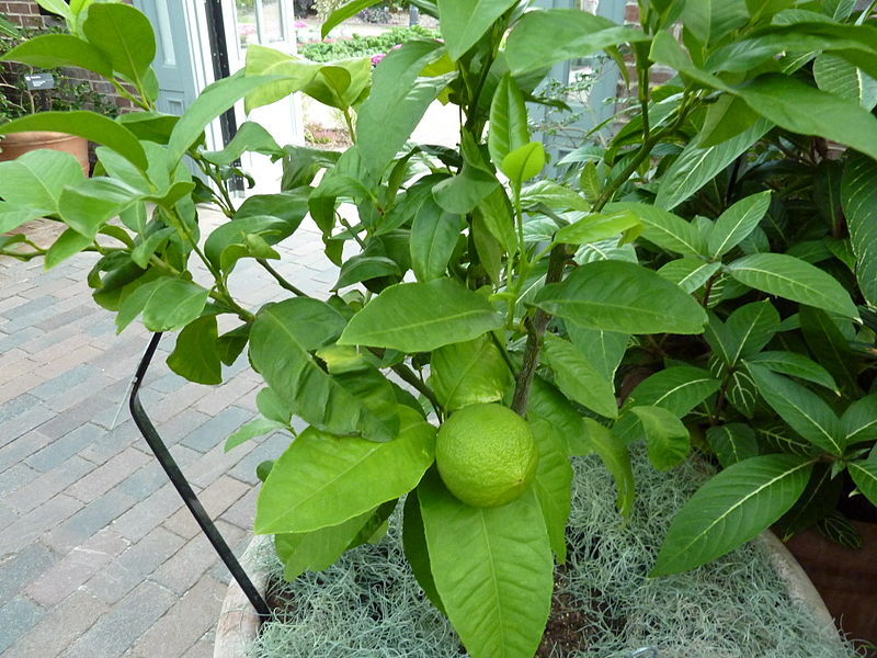 Bergamot