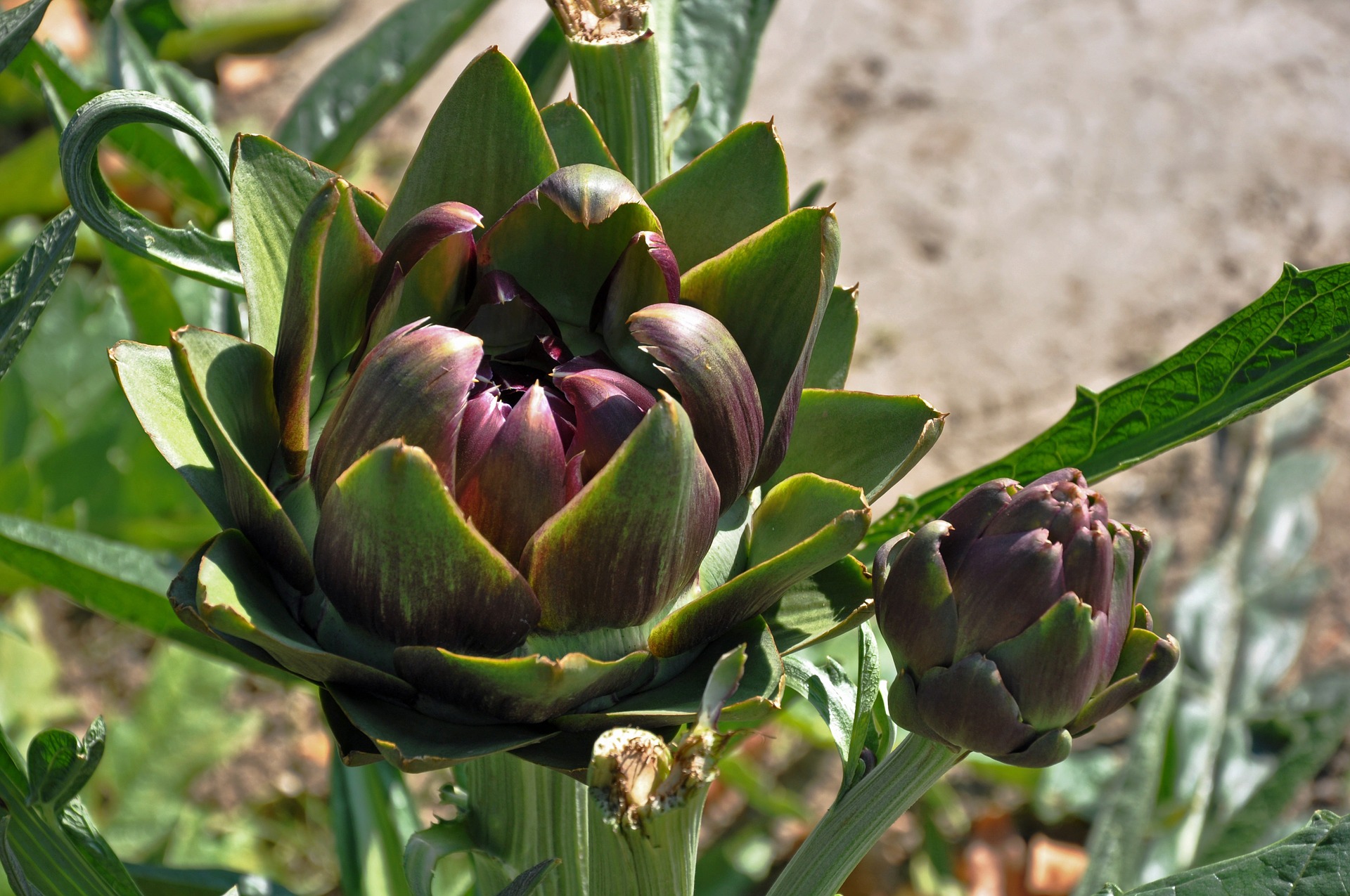 artichoke 1141842 1920