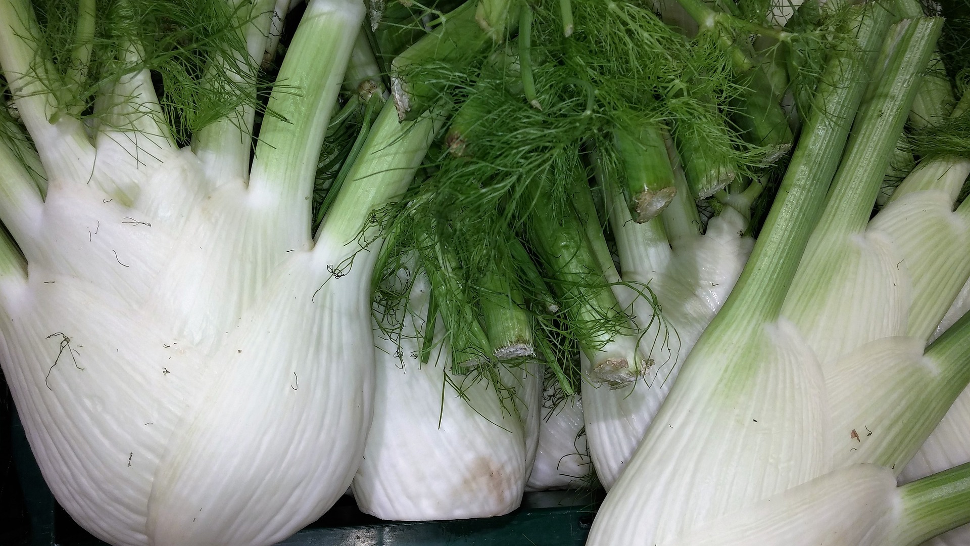 fennel 1614693 1920