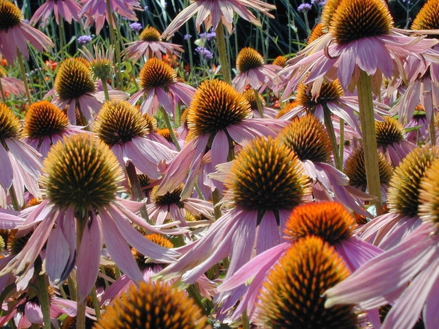 group of echinacea 1526771 640x480