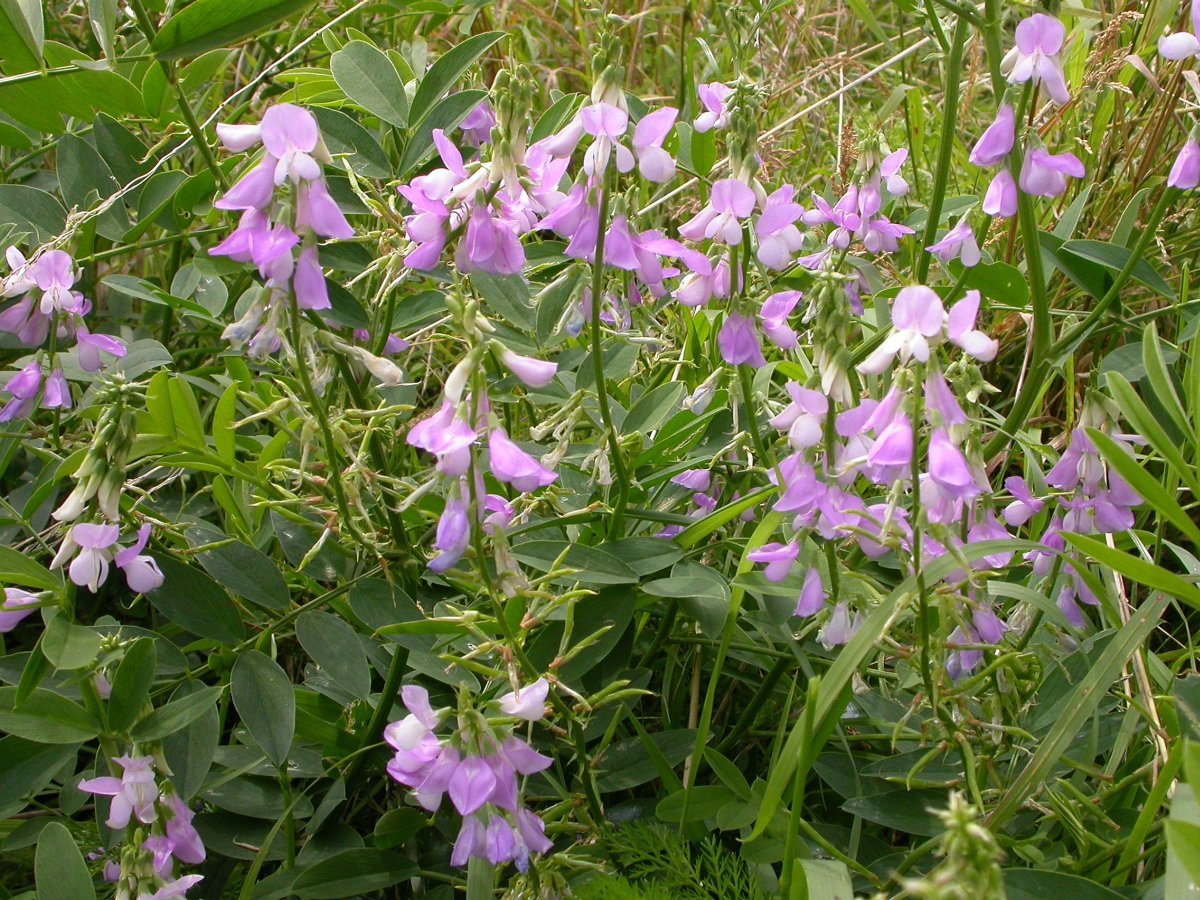 kecskeruta galega officinalis